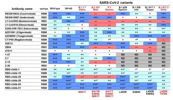 protein hallucination